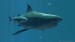 10 Interesting Megalodon Facts