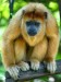 10 Interesting Howler Monkey Facts