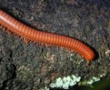 10 Interesting Millipede Facts