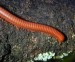 10 Interesting Millipede Facts