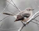 10 Interesting Mockingbird Facts