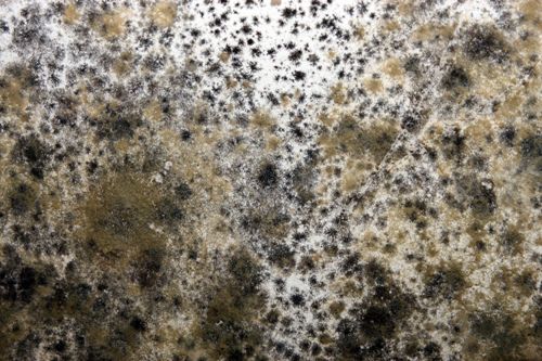 Mold Picture