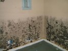 10 Interesting Mold Facts
