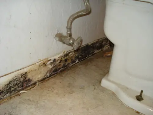 Mold in Bathroom
