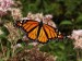 10 Interesting Monarch Butterfly Facts
