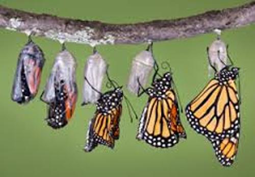 Monarch butterfly Life Cycle