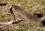10 Interesting Mongoose Facts