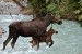 10 Interesting Moose Facts