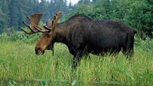 Moose Image
