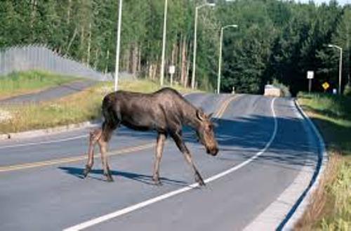 Moose Passing