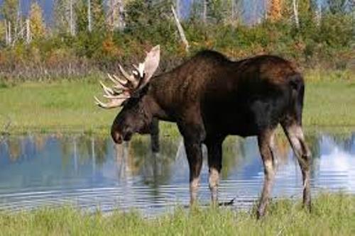 Moose Pic