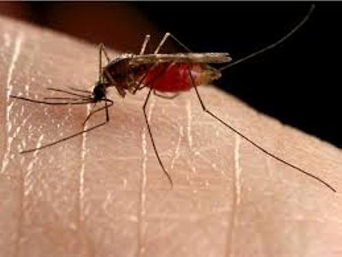 Mosquito Pictures