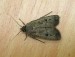 10 Interesting Moth Facts