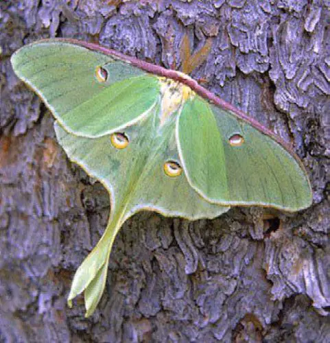 Moth Green