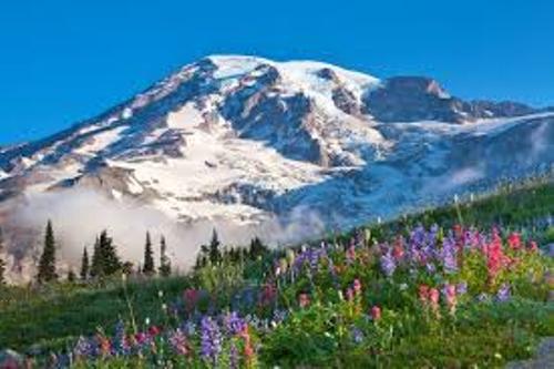 Mount Rainier Scenery