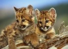 10 Interesting Mountain Lion Facts