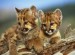10 Interesting Mountain Lion Facts