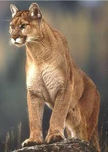 Mountain Lion Facts