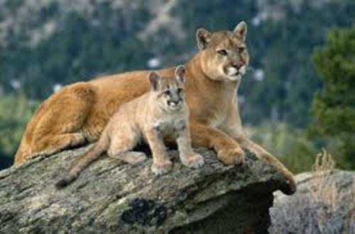 Mountain Lion Family