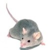 10 Interesting Mouse Facts