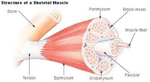 Muscle Skeletal