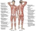 10 Interesting Muscular System Facts
