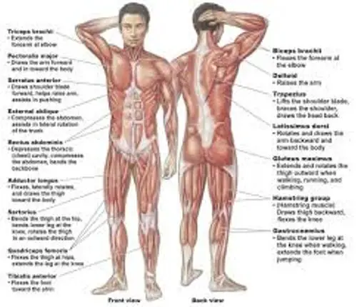 Muscular System Facts