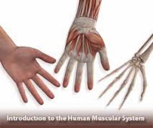 Muscular System Human