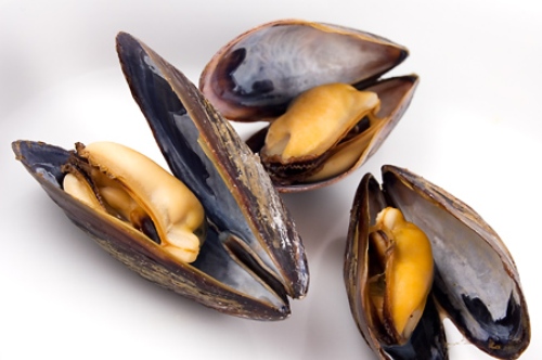 10 Interesting Mussel Facts | My Interesting Facts