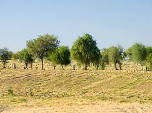 Natural Vegetation Desert