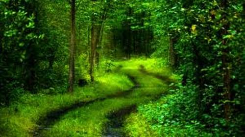 Nature Pathways