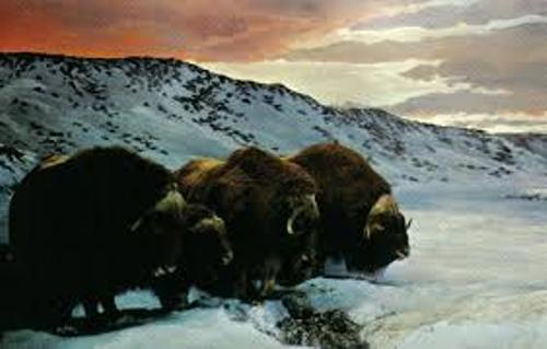 Nunavut Animals
