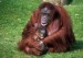 10 Interesting Orangutan Facts