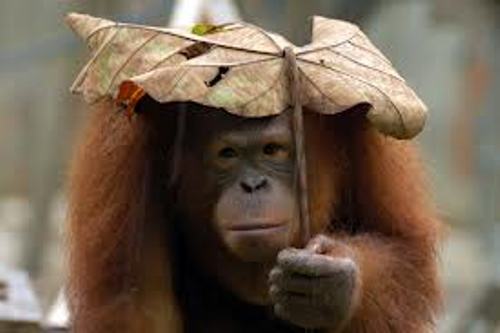 Orangutan Pics
