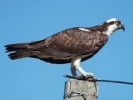 10 Interesting Osprey Facts