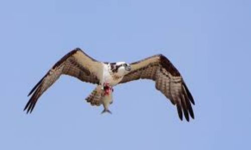 Osprey Flies
