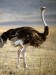 10 Interesting Ostrich Facts