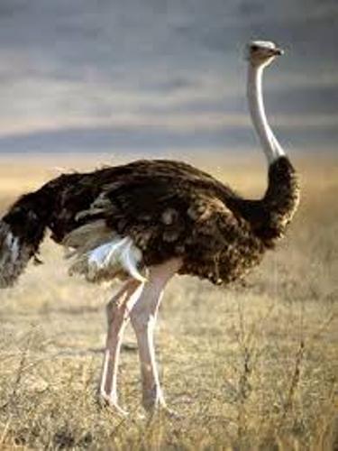 Ostrich Beauty