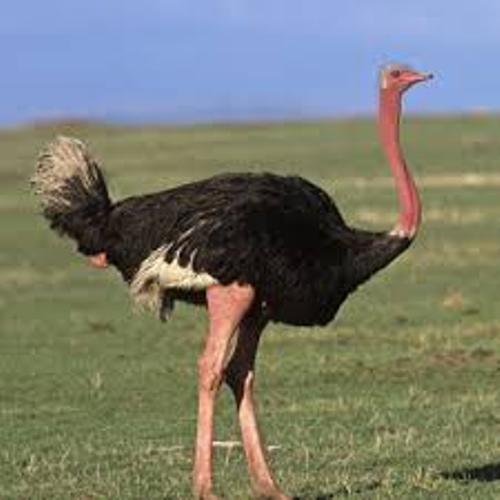 Ostrich Pic