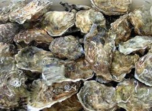 Oyster Facts