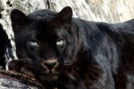 10 Interesting Panther Facts