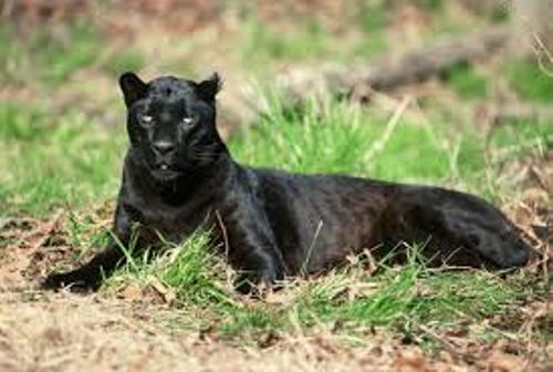 Panther Pic