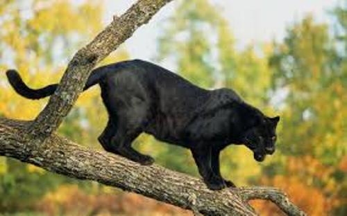 Panther on  Tree