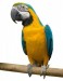 10 Interesting Parrot Facts