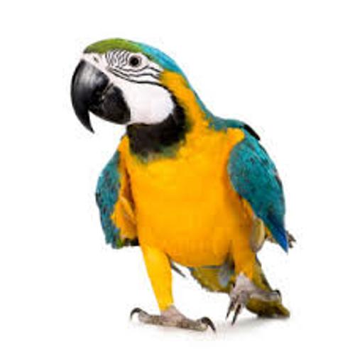 Parrot Facts