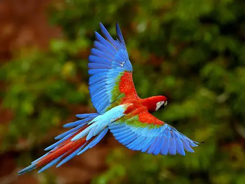Parrot flies