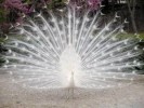 10 Interesting Peacock Facts