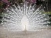 10 Interesting Peacock Facts