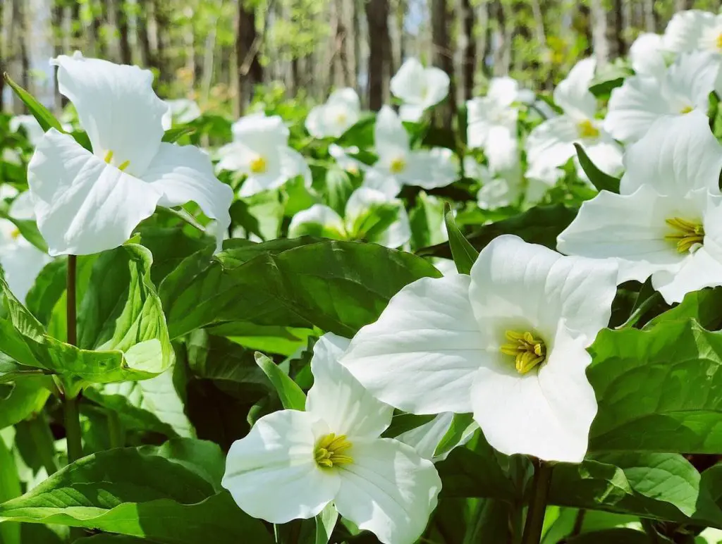 Trillium