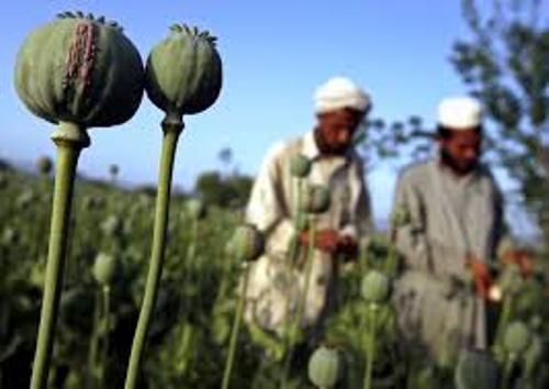 opium facts